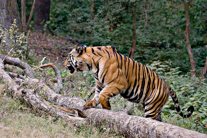 Dandeli Wild Life Sanctuary